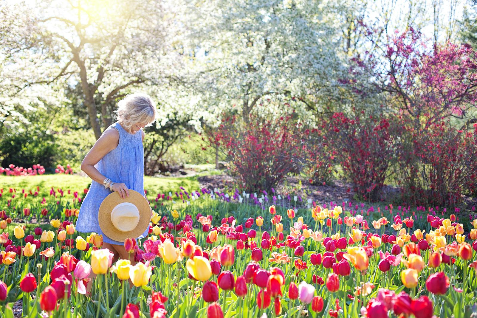 Tulip Field