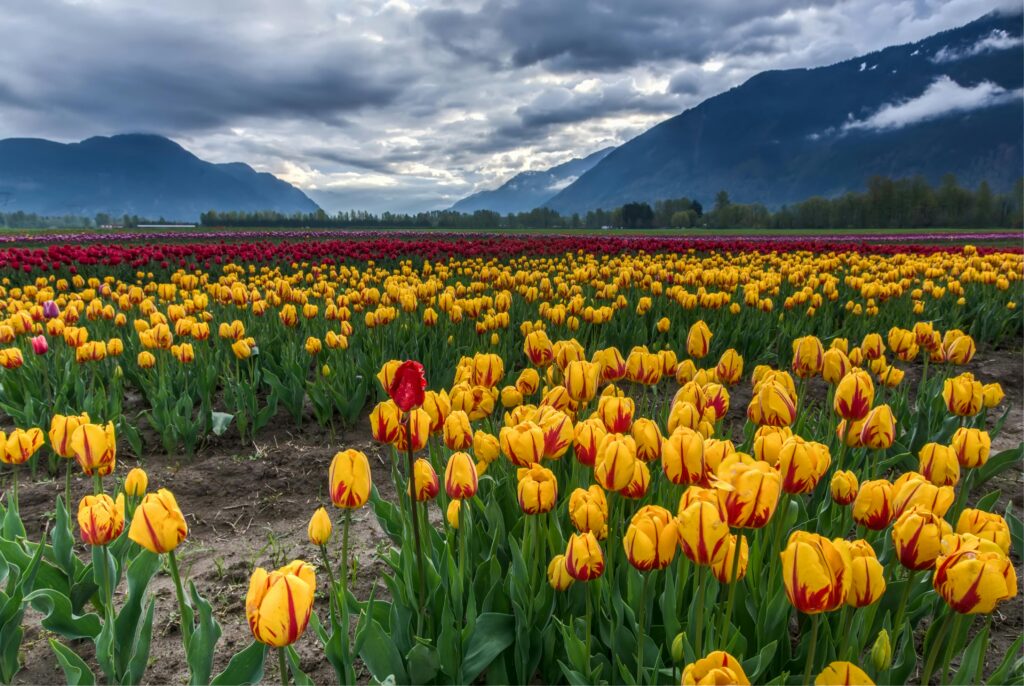 Canadian Tulips